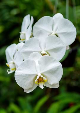White blossomed flower 2