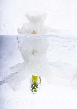 Whits Narcissus in ice 2