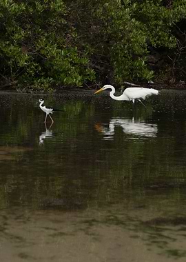 Heron Egret Stilt Black