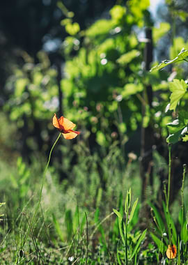 Poppy and vines