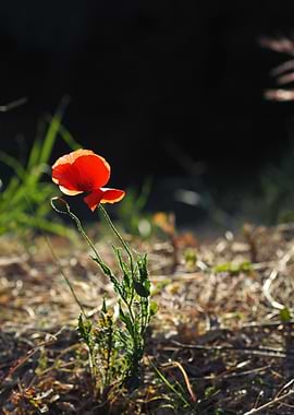 Poppy in the grass