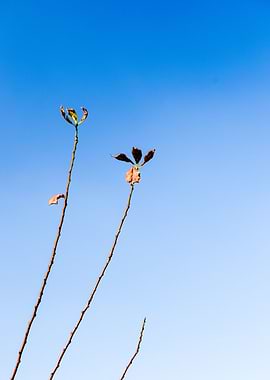 start middle and end