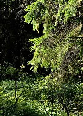 Dark Pine Forest Scene