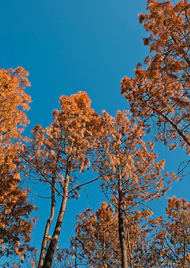 Burnt Tree Pine Forrest