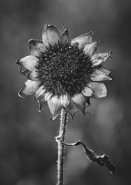Aging Gracefully