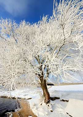 HoarFrost On Trees In Wint