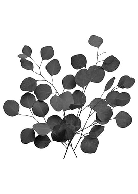 Eucalyptus Finesse 3