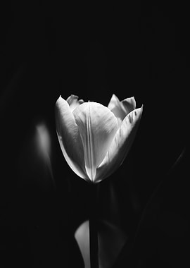 Tulip Noir