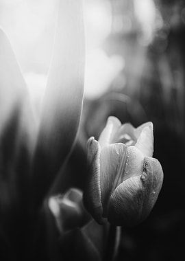 Tulip Letting Go