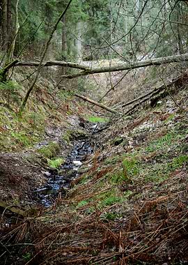 Dark Pine Forest Scene