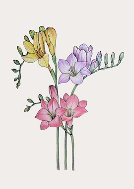 Freesia Botanical illustra