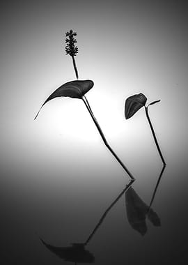 Pickerelweed