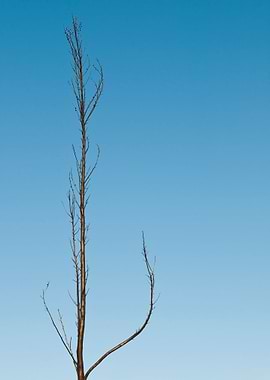 Burnt Tree Pine Forrest