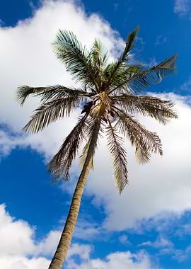 Bermuda Palm Tree Coconuts