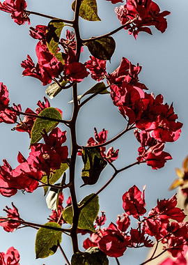 Bougainvillea flowers