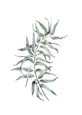 Watercolor Eucalyptus II