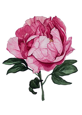 Peony