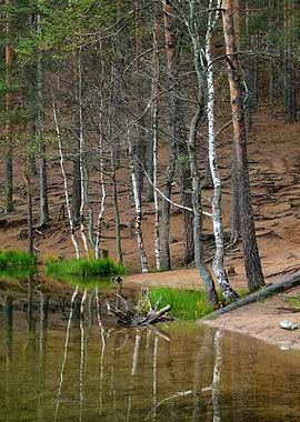 Dark Pine Forest And A Lak