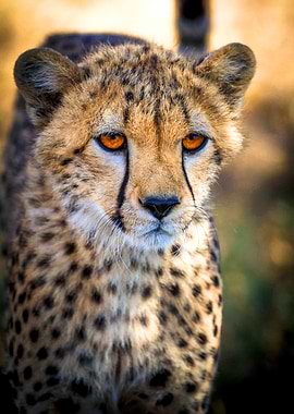 Cheetah