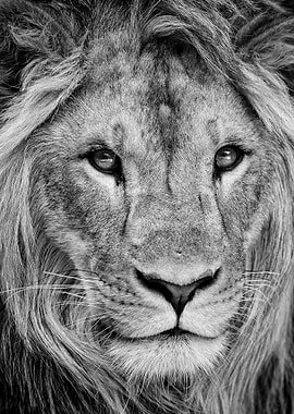 Masai lion face poster