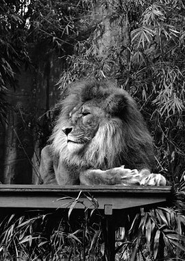 Lion on wooden structure