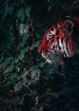 Tiger in nature