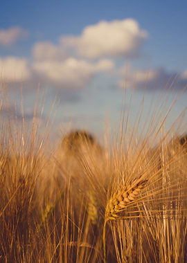 Wheat Field And Blue Sky W