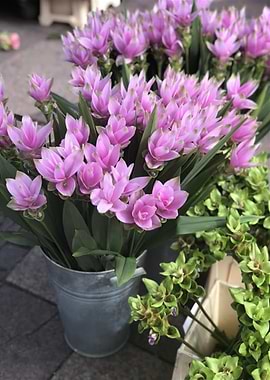 Purple Happy Flowers