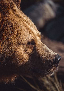 Bear Gazing