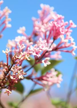 Syringa vulgaris oleaceae