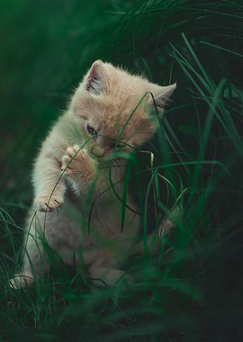 Kitten in the grass