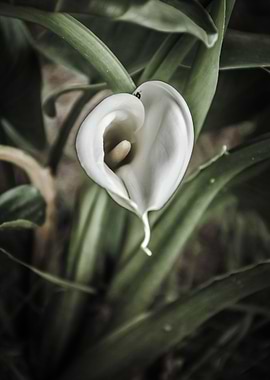 calla lilies flower
