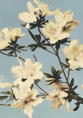 Azalea Flowers Traditional