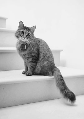 Cat on stairs