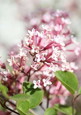 Syringa vulgaris oleaceae