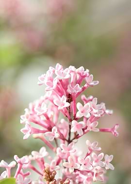Syringa vulgaris oleaceae