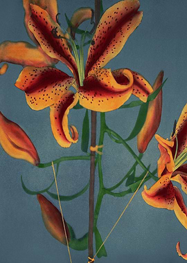 Lily Traditional Japanese