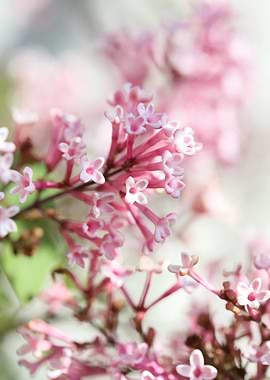 Syringa vulgaris oleaceae