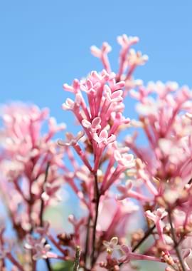 Syringa vulgaris oleaceae