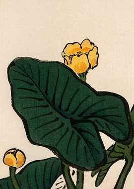 Water Lily Traditional Jap