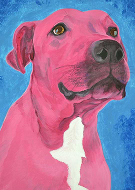 Pink Pitbull