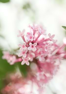 Syringa vulgaris oleaceae
