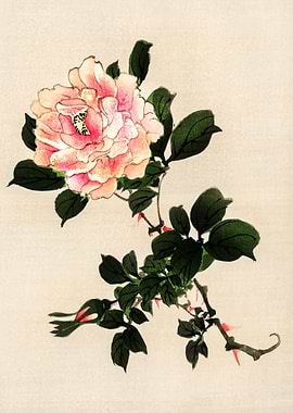 Pink Rose Traditional Japa
