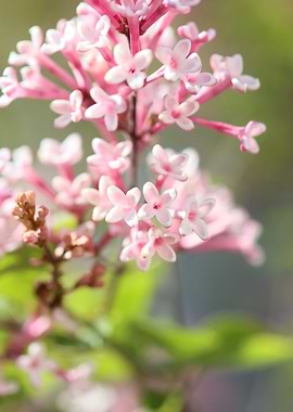Syringa vulgaris oleaceae