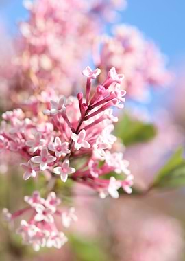 Syringa vulgaris oleaceae