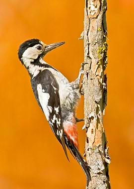 Syrian Woodpecker