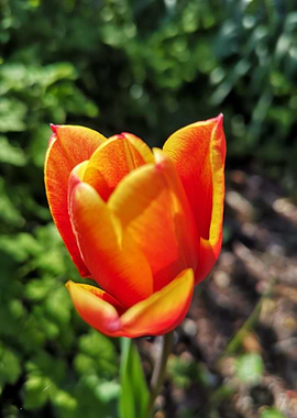 Orange tulipan
