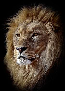 East African lion head 01