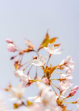 Cherry Tree Blossom