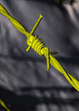 Barbed Wire